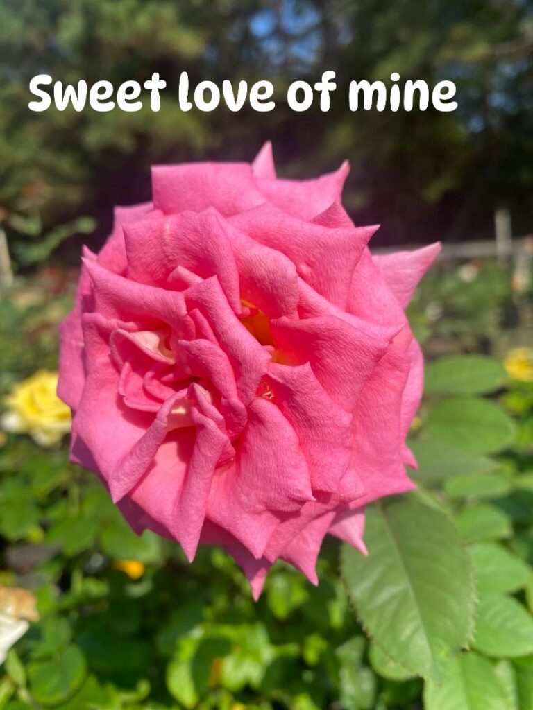 Sweet Love of Mine