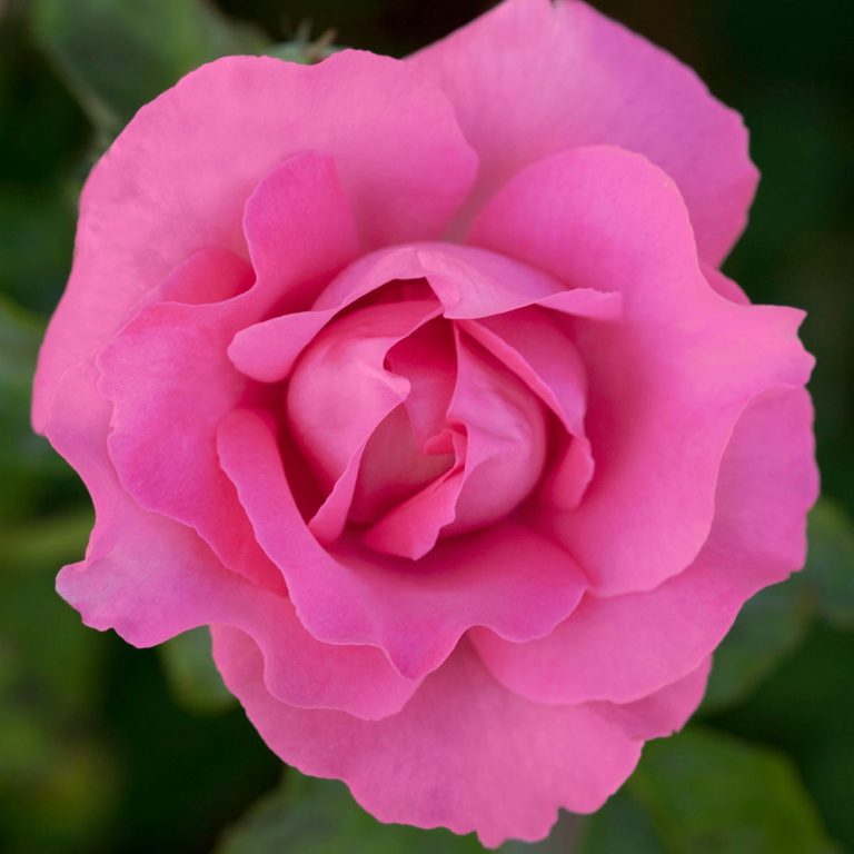 The McCartney Rose™