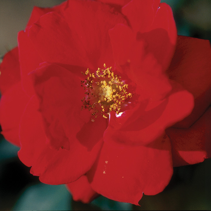 Ramblin’ Red®