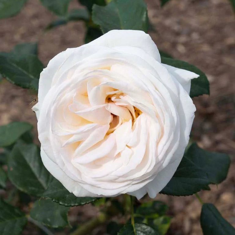 Top Cream