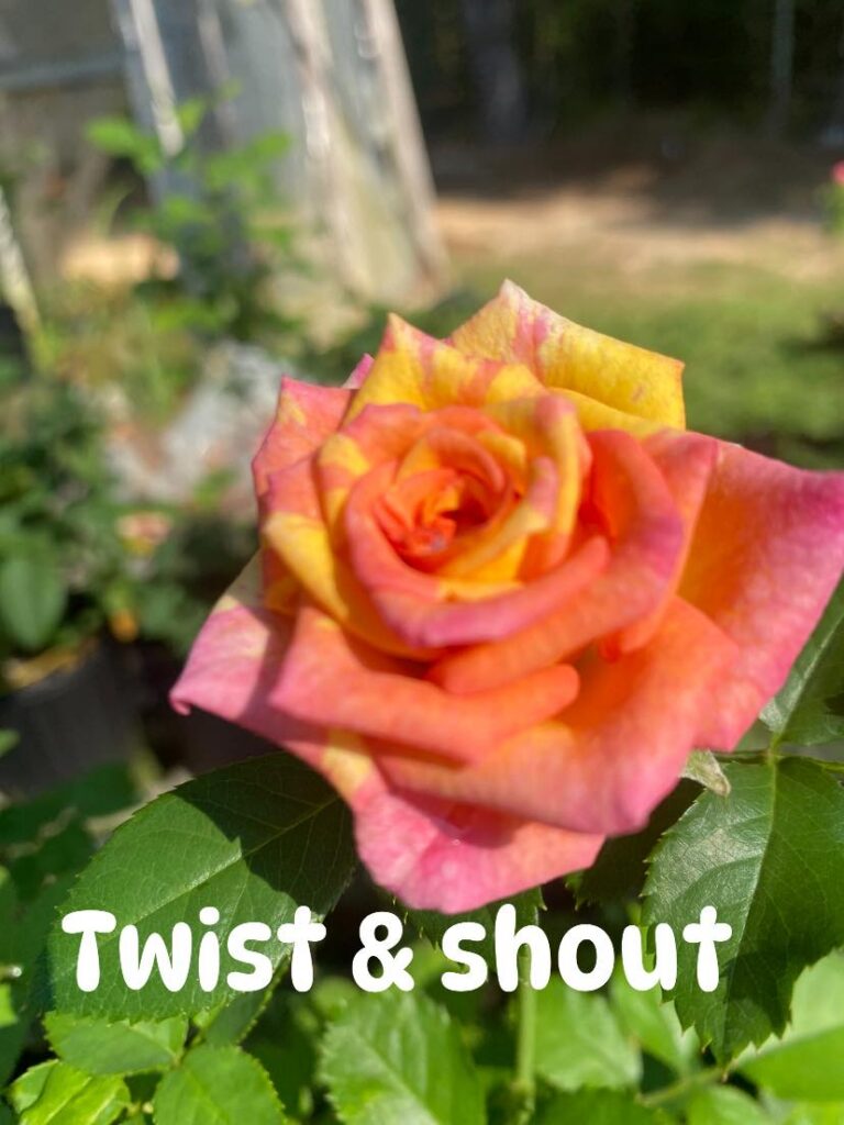 Twist & Shout