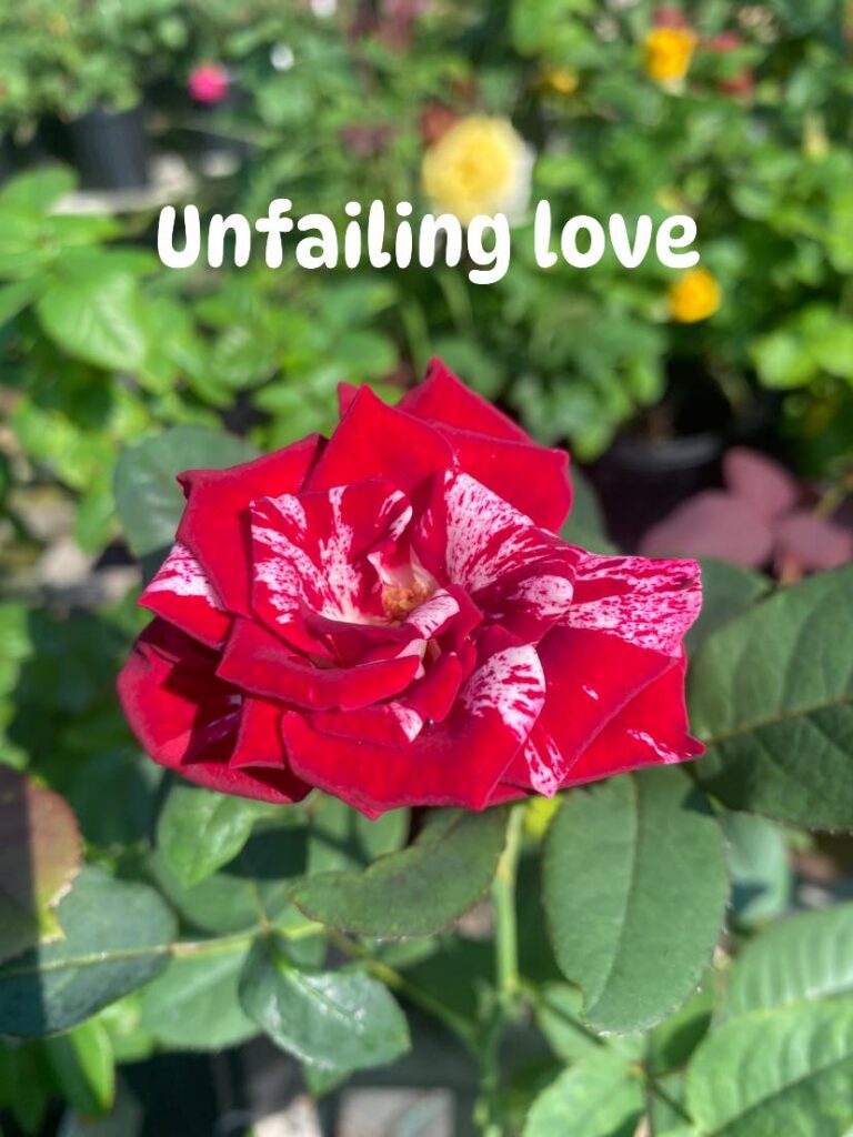 Unfailing Love