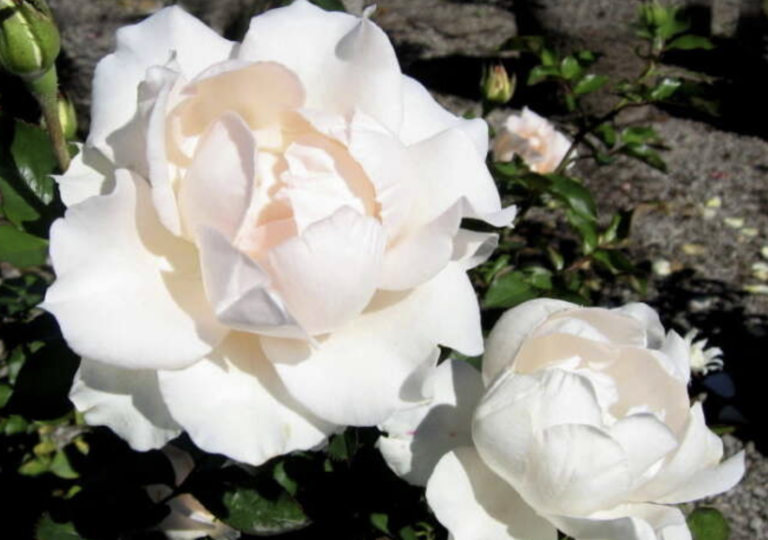 White Majesty