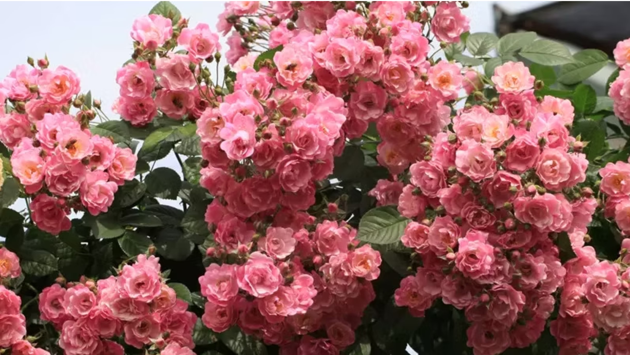 Apple Blossom
