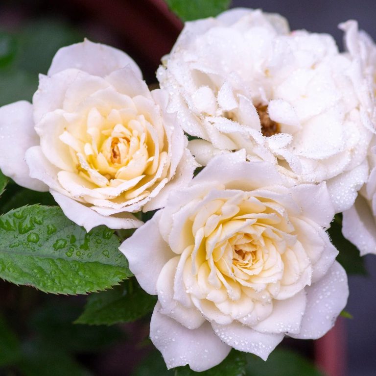 Sunblaze® Bridal