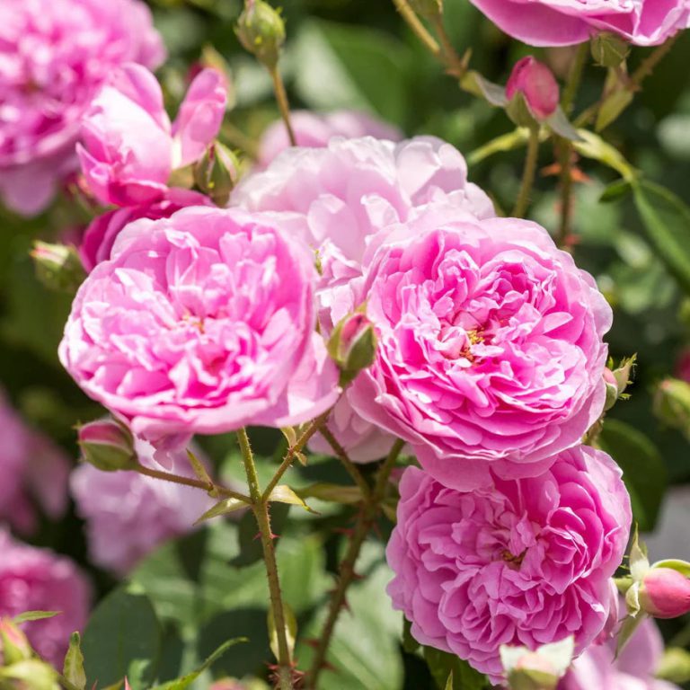 Harlow Carr (AUShouse)