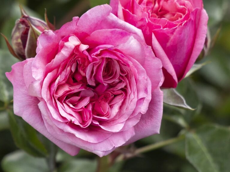 Eau De Parfum® Blush