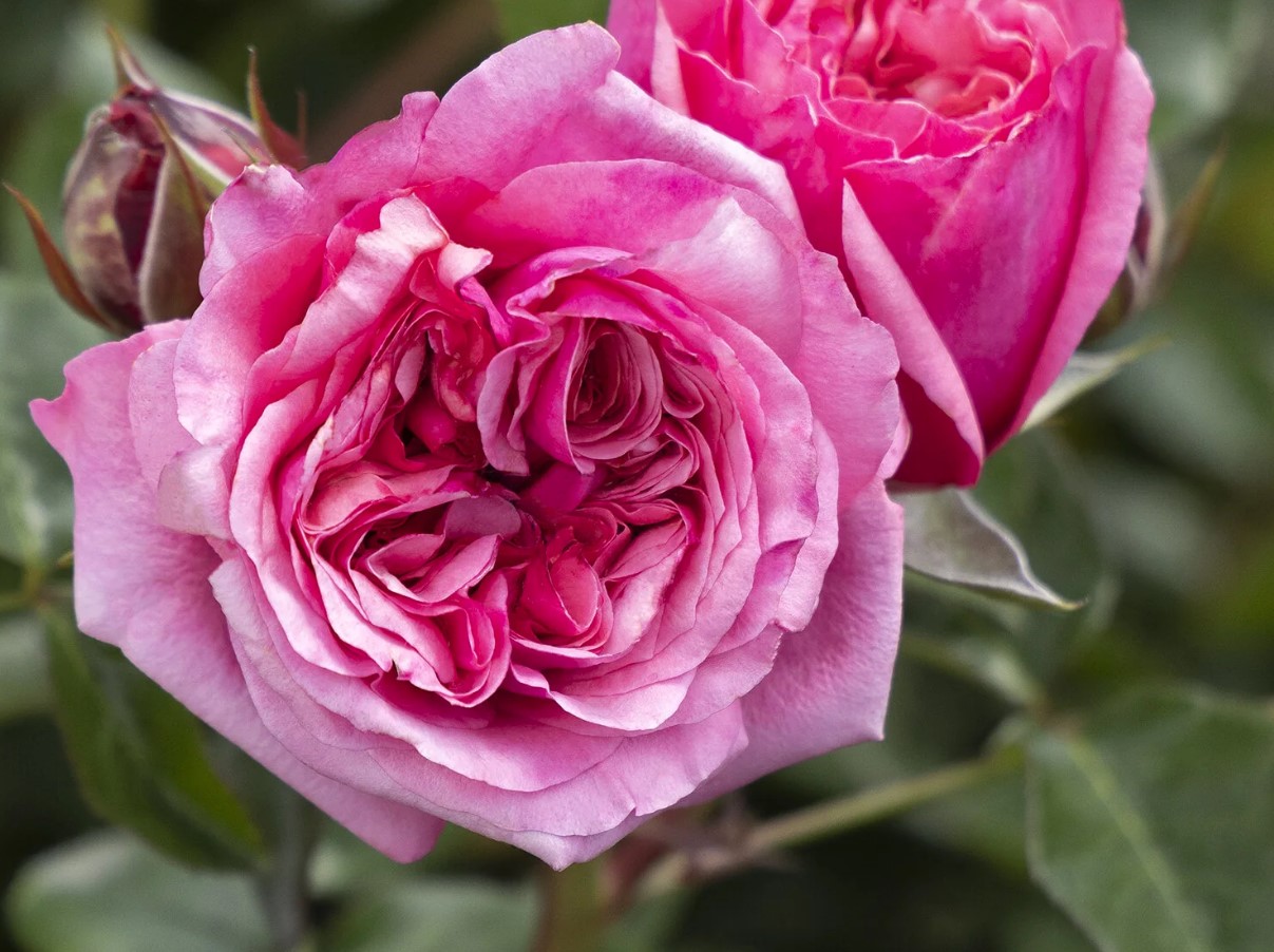 Eau De Parfum® Blush (Blush Fragrant Showpiece)
