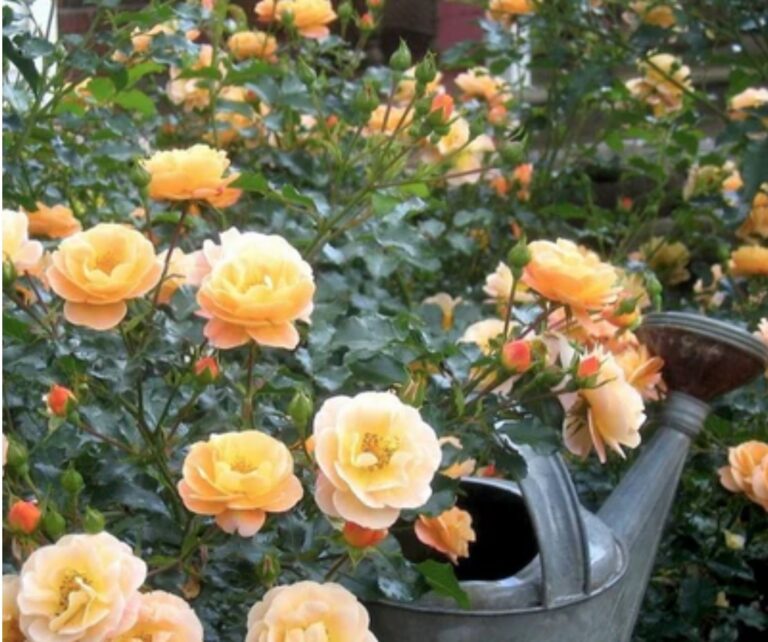 Flower Carpet® Amber