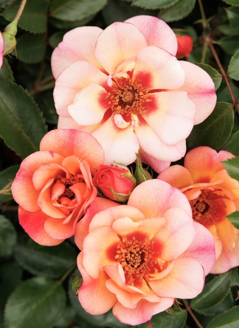 Flower Carpet® Peach