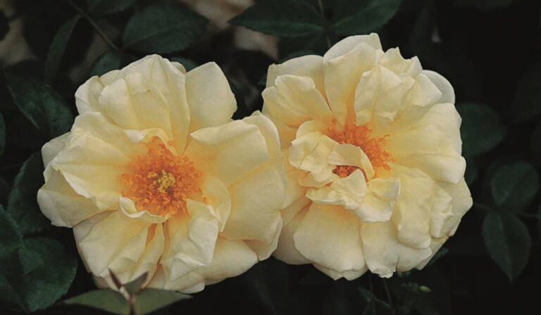 Gardenia