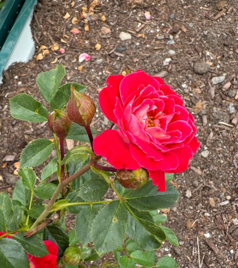 Hope and Joy