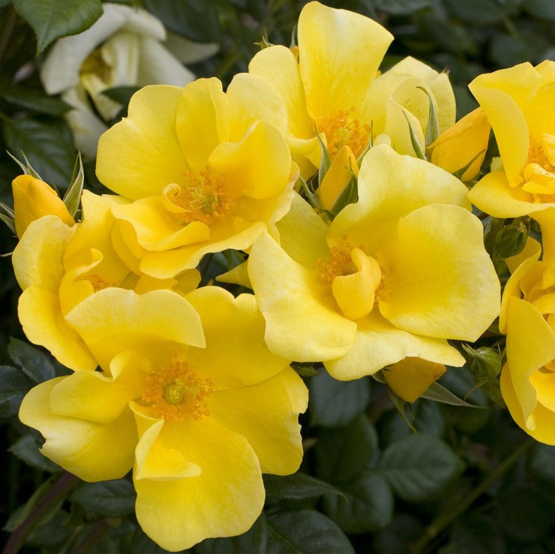 Limoncello