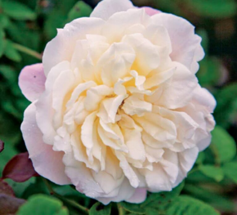 Mrs. Dudley Cross