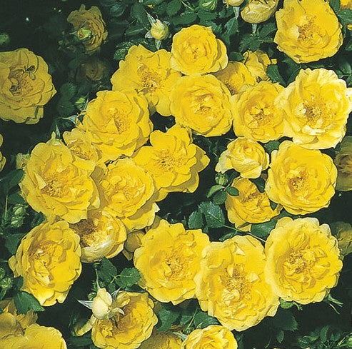 Persian Yellow