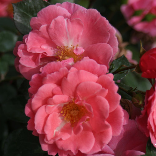 Oso Easy® Pink Cupcake
