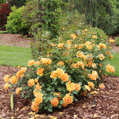 Reminiscent® Ginger 