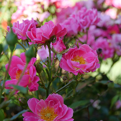 Oso Easy® Double Pink