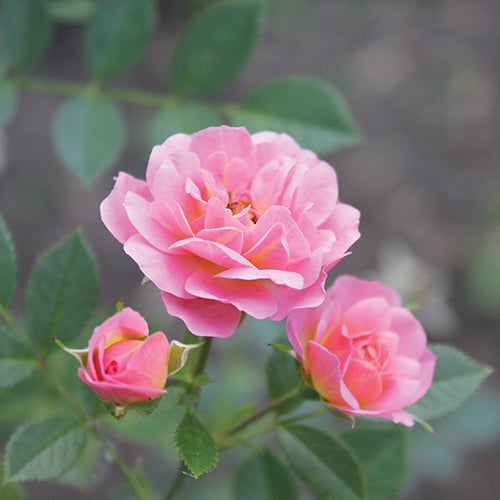 Oso Easy® Petit Pink