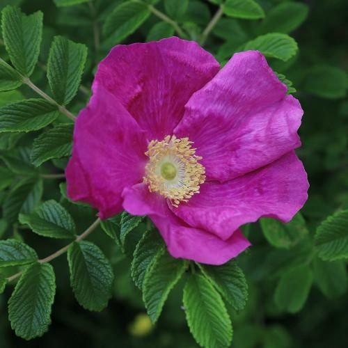 Rugosa