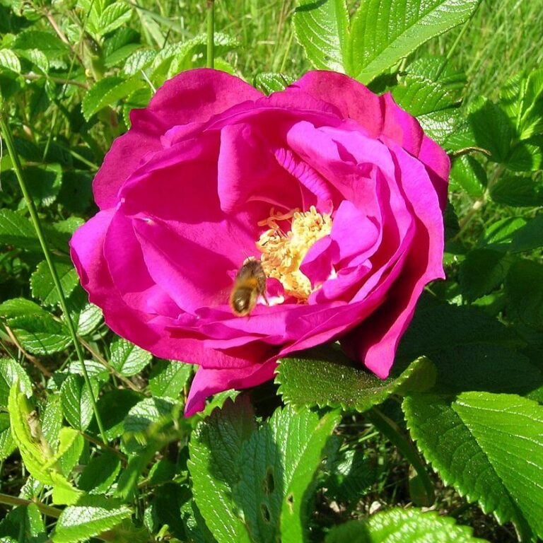 Rugosa