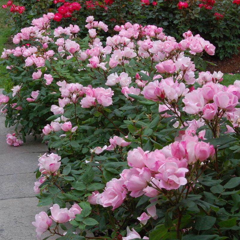 Blushing Knock Out®