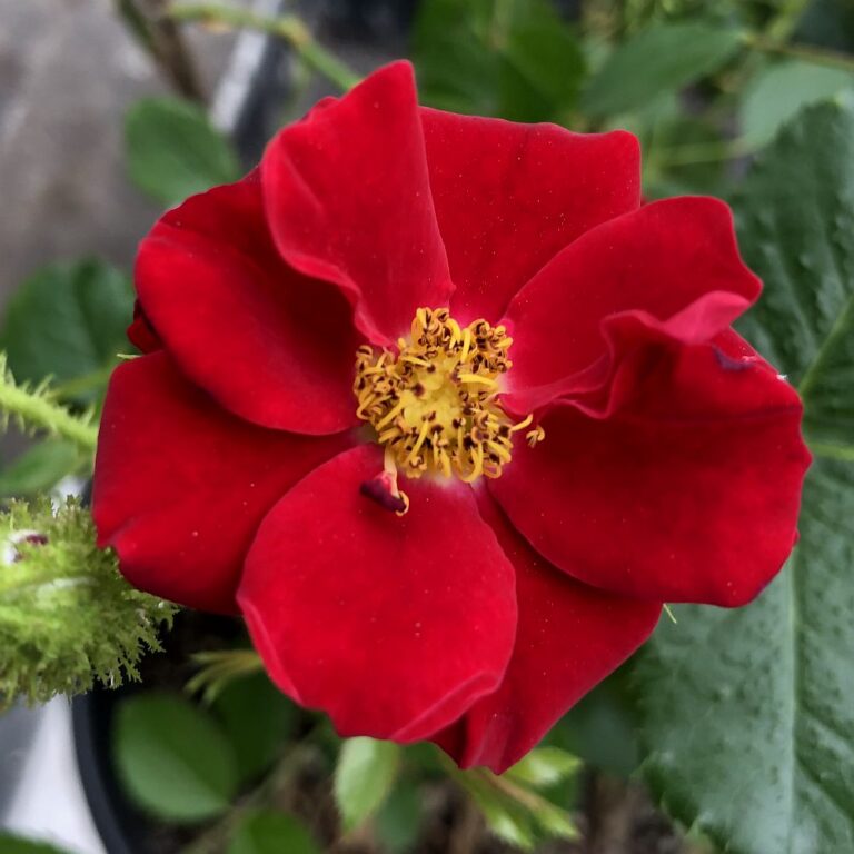 Scarlet Moss ™