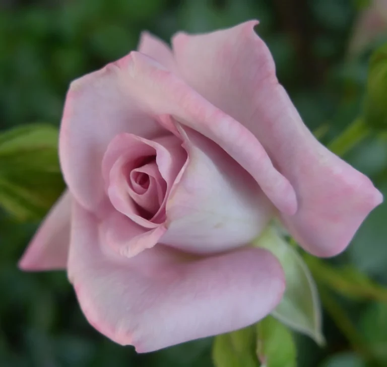 Scentsational