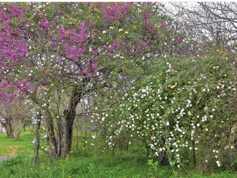White Lady Banks