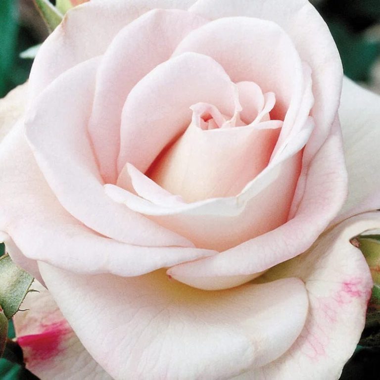 World War II Memorial Rose