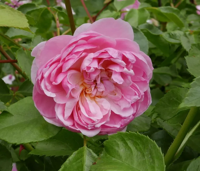 Anne Boleyn (AUSecret)