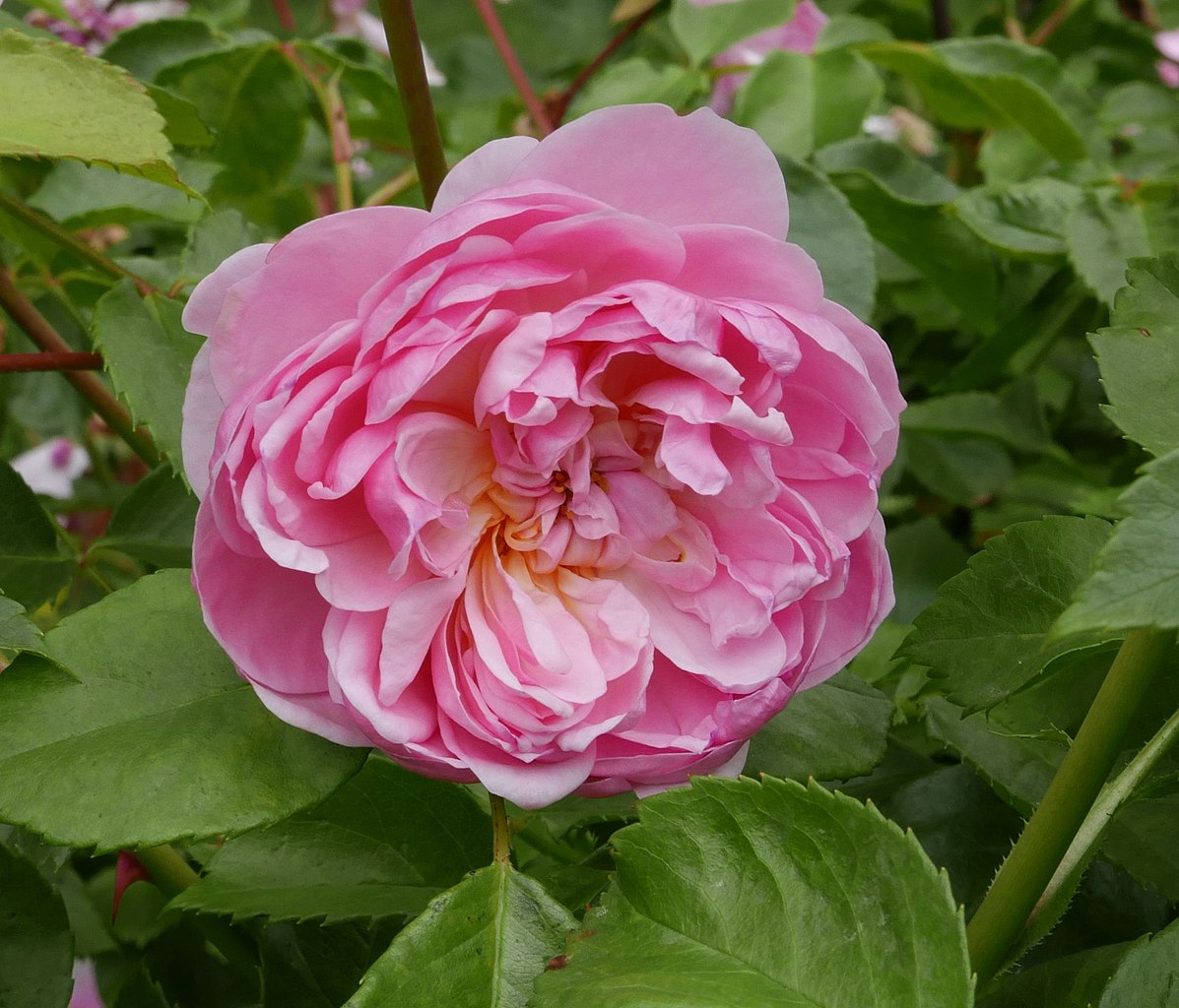 Anne Boleyn (AUSecret)