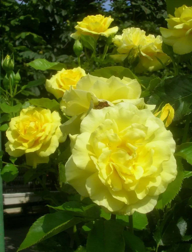 Sunsprite Tree Rose- 36 inch