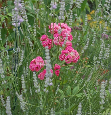 Brewood Belle