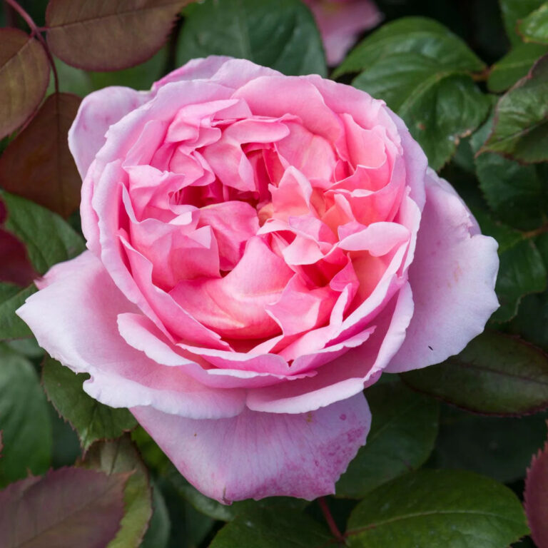 Brother Cadfael®(AUSglobe)
