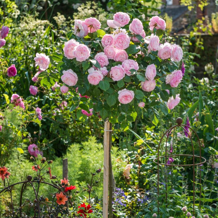 Olivia Rose Austin® (AUSnotice) Tree