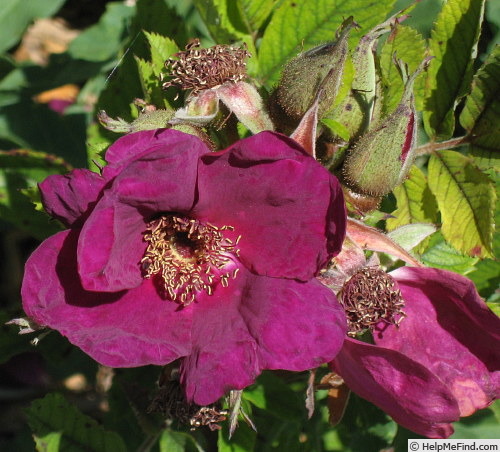 Basye’s Purple Rose