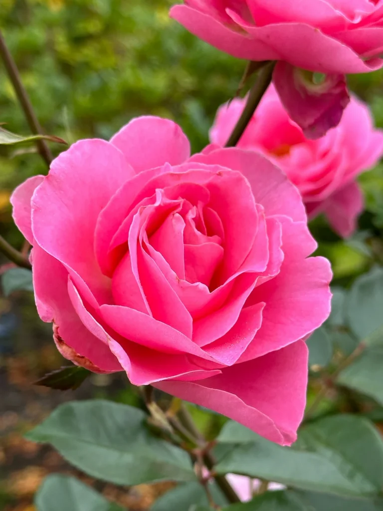 Pink Beauty