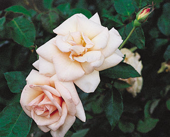 G. Nabonnand