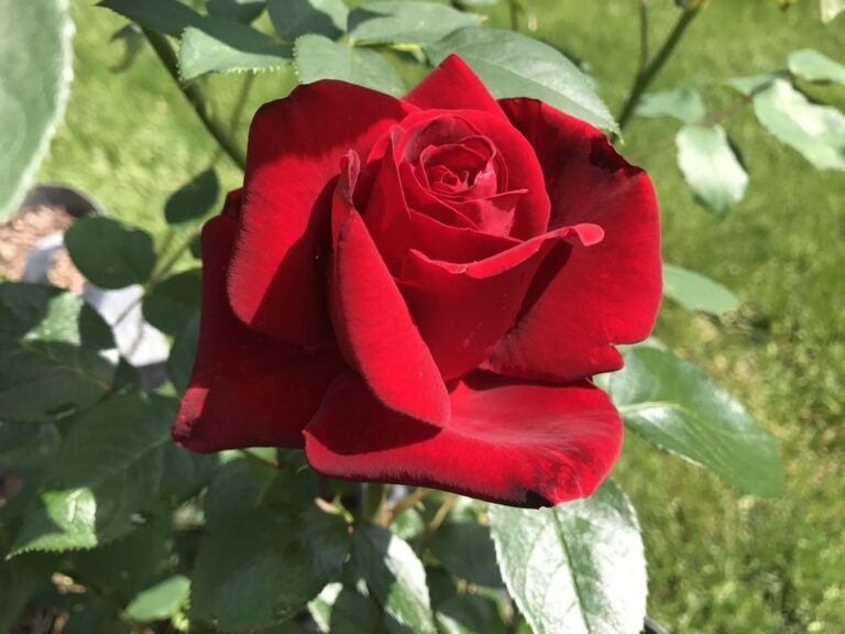 Red Masterpiece