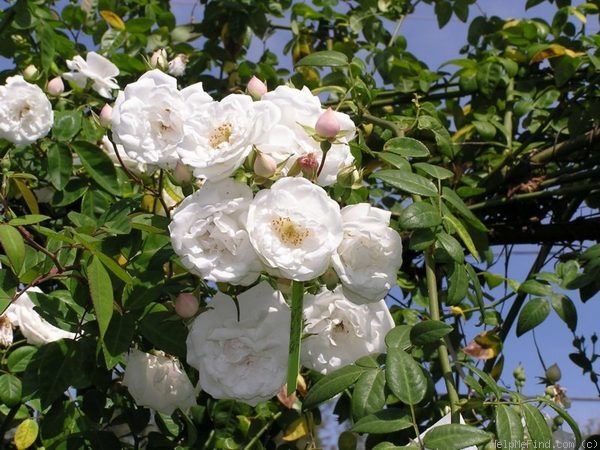 Barfield White Climber