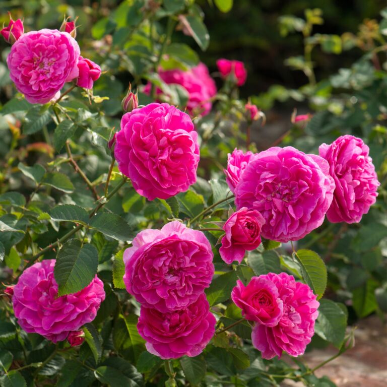 England’s Rose (Auslounge)