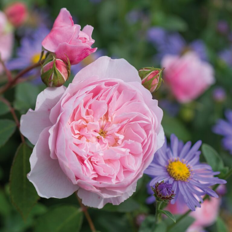 Wisley 2008 (Ausbreeze)