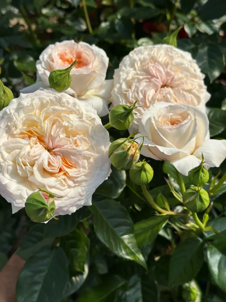 Angels Delight
