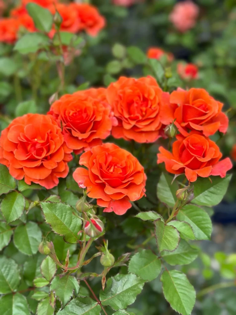 Orange Ruffles