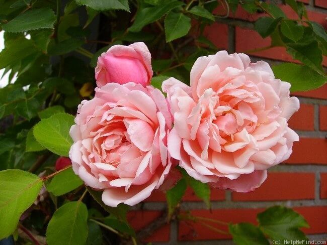 Albertine