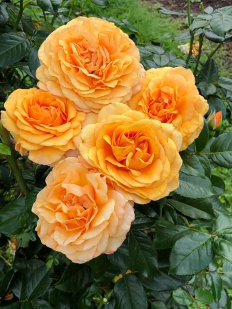 Beyond Fabulous!