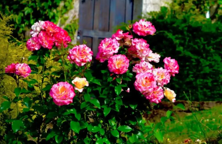 Camille Pissarro®