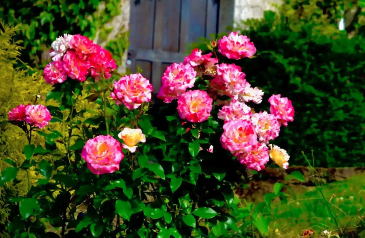Camille Pissarro®