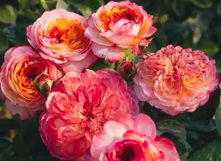 Fleur de Lumière™